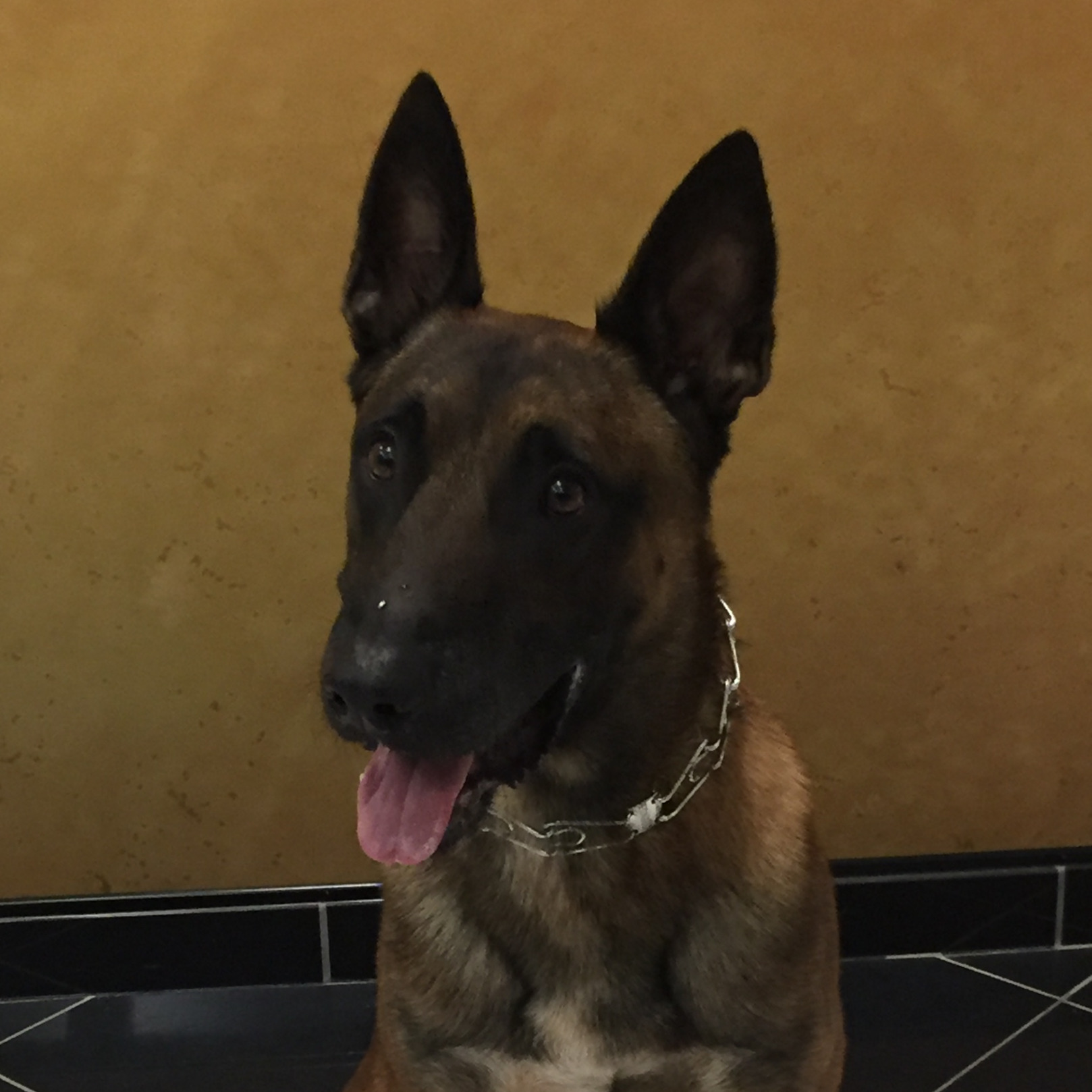 OUPD K9 Unit Oakland University